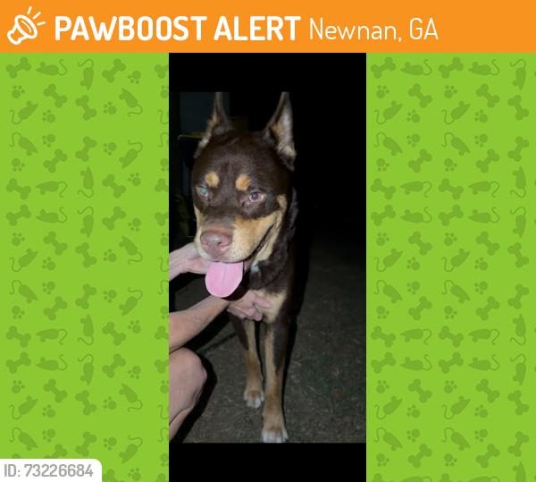 Found/Stray Male Dog last seen Chylacas, Newnan, GA 30263