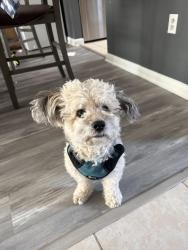 Lost Male Dog last seen Near bonham circle, Manassas, VA 20110