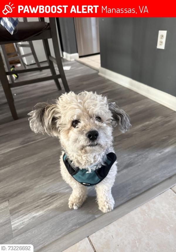 Lost Male Dog last seen Near bonham circle, Manassas, VA 20110