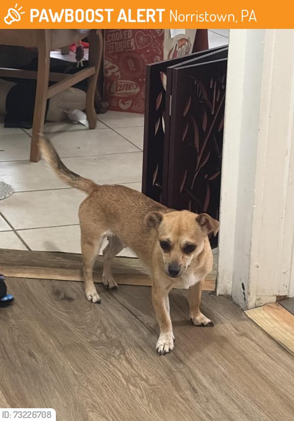 Found/Stray Female Dog last seen Found near the park on buttonwood and followed us home, Norristown, PA 19401