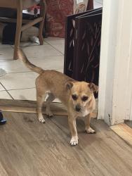 Found/Stray Female Dog last seen Found near the park on buttonwood and followed us home, Norristown, PA 19401