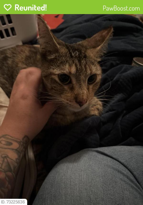 Reunited Female Cat last seen Clark university, Worcester, MA 01610