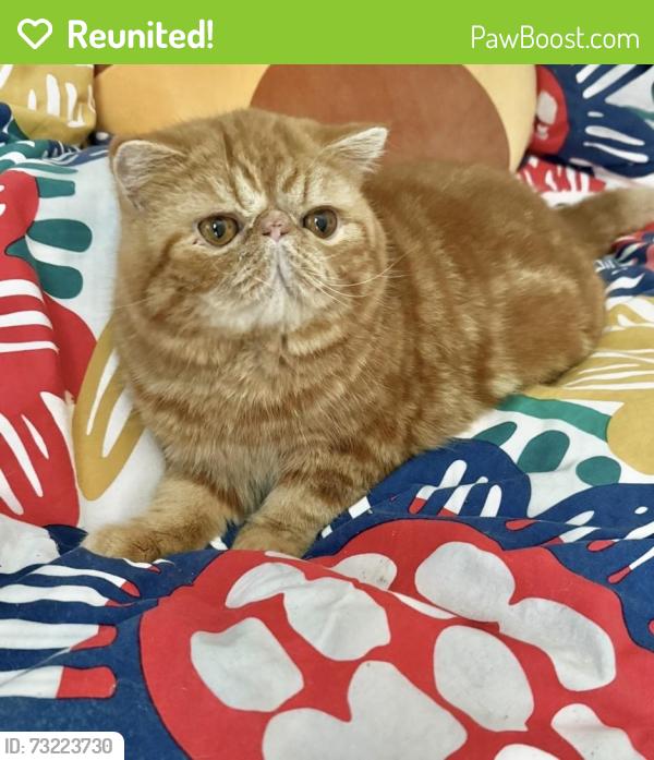 Reunited Male Cat last seen Near, Margate, FL 33063