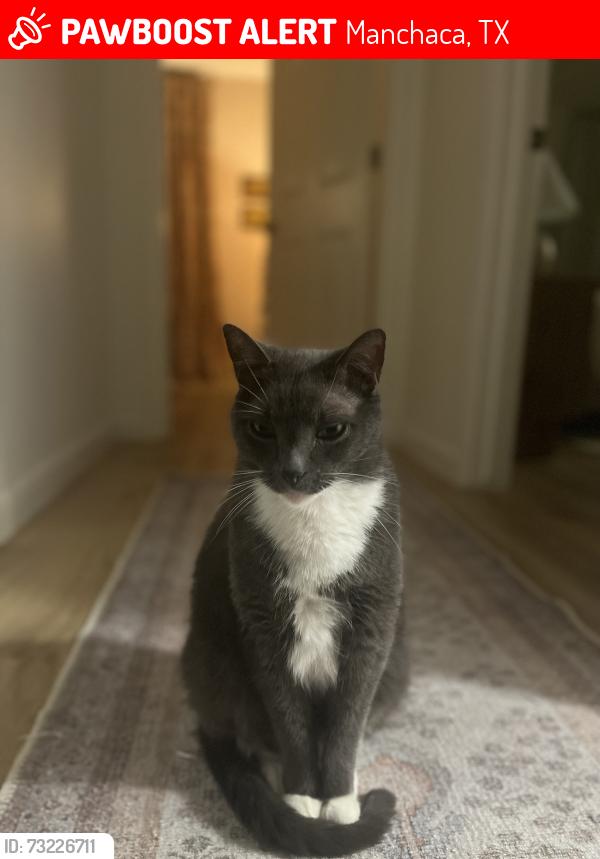 Lost Male Cat last seen Algerita and Onion Creek Dr, Manchaca, TX 78652