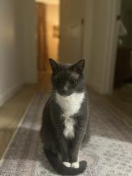Lost Male Cat last seen Algerita and Onion Creek Dr, Manchaca, TX 78652