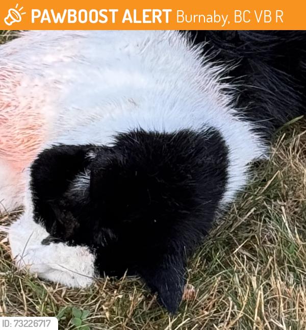 Found/Stray Unknown Cat last seen Sperling and Halifax, Burnaby, BC V5B 2R4