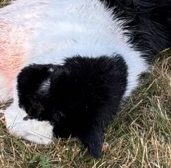 Found/Stray Unknown Cat last seen Sperling and Halifax, Burnaby, BC V5B 2R4