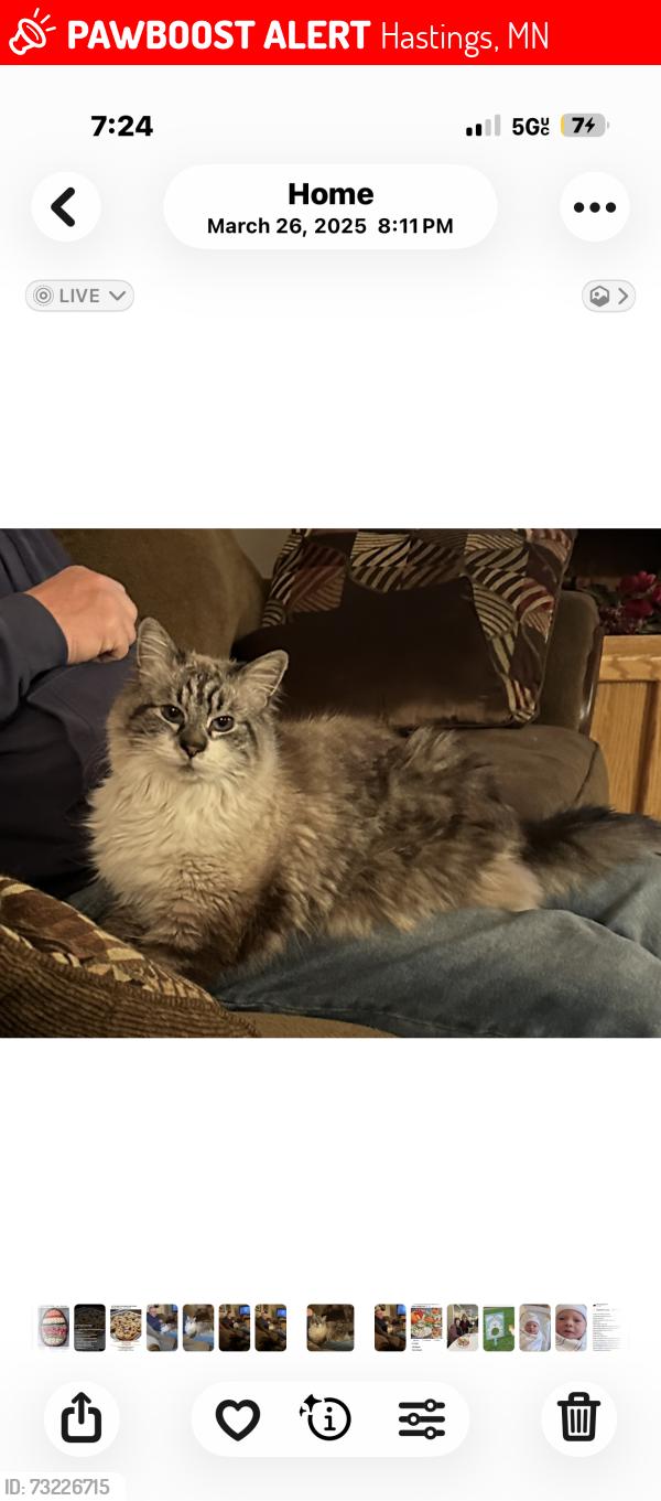 Lost Female Cat last seen 14th Street Hastings, Hastings, MN 55033