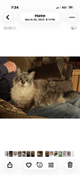 Lost Female Cat last seen 14th Street Hastings, Hastings, MN 55033