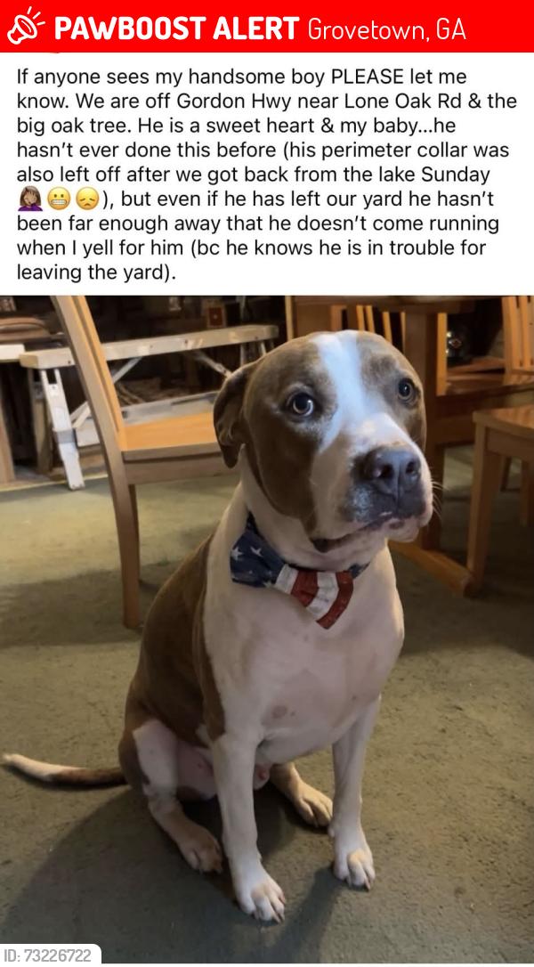 Lost Male Dog last seen Harlem-Grovetown area on Gordon Hwy, Grovetown, GA 30813