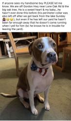 Lost Male Dog last seen Harlem-Grovetown area on Gordon Hwy, Grovetown, GA 30813