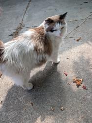 Reunited Unknown Cat last seen Perry and colfax, Denver, CO 80204