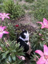 Lost Male Cat last seen W 58th St and Clear Creek Pkwy, Shawnee, KS 66226