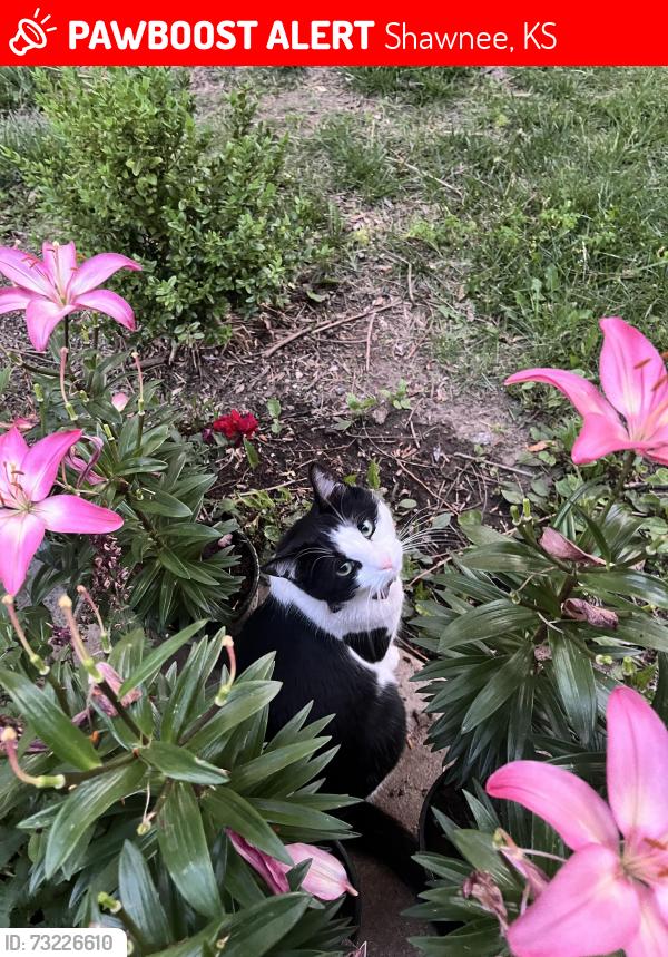 Lost Male Cat last seen W 58th St and Clear Creek Pkwy, Shawnee, KS 66226