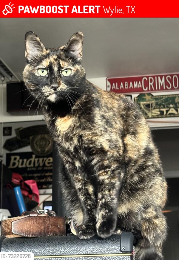 Lost Female Cat last seen Sumter and Baldwin, Wylie, TX 75098