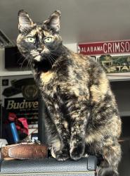 Lost Female Cat last seen Sumter and Baldwin, Wylie, TX 75098