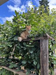 Lost Male Cat last seen Highway 101, Fairmont area, Port Angeles, WA 98363