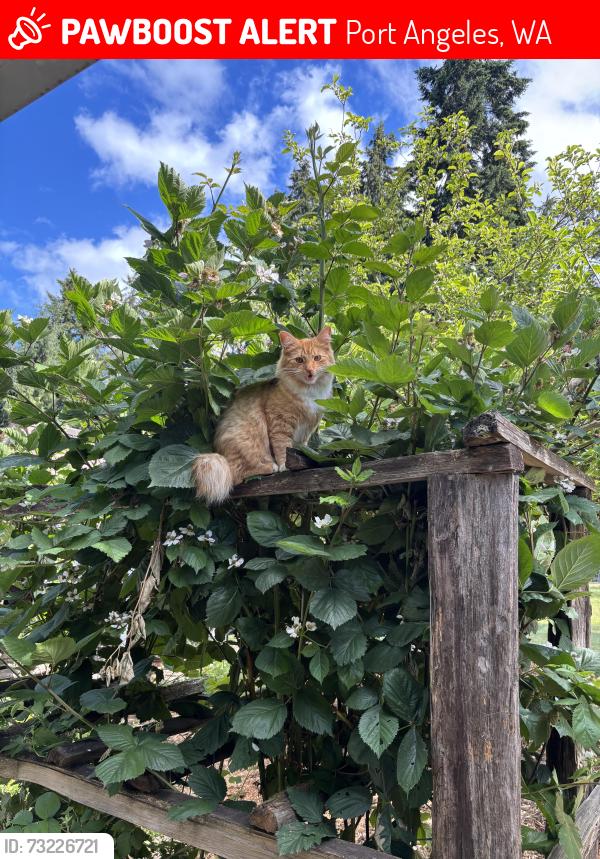 Lost Male Cat last seen Highway 101, Fairmont area, Port Angeles, WA 98363
