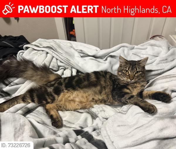 Lost Female Cat last seen Thomas drive and la cienega drive north highlands ca, North Highlands, CA 95660