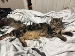 Lost Female Cat last seen Thomas drive and la cienega drive north highlands ca, North Highlands, CA 95660