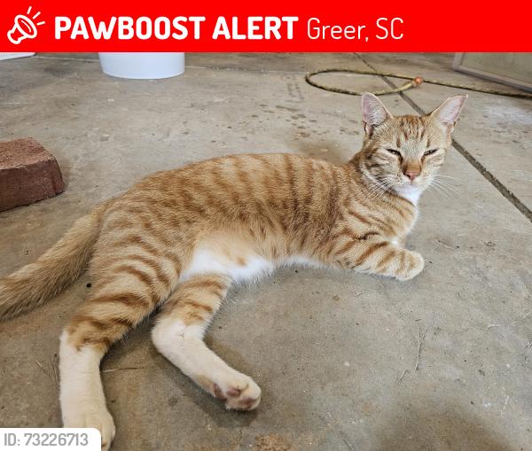 Lost Male Cat last seen Spindleback Way and Cannon Rd, Greer, SC 29651