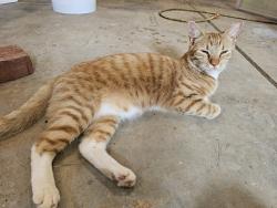Lost Male Cat last seen Spindleback Way and Cannon Rd, Greer, SC 29651