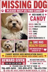 Reunited Female Dog last seen North Miami Beach, North Miami Beach, FL 33162