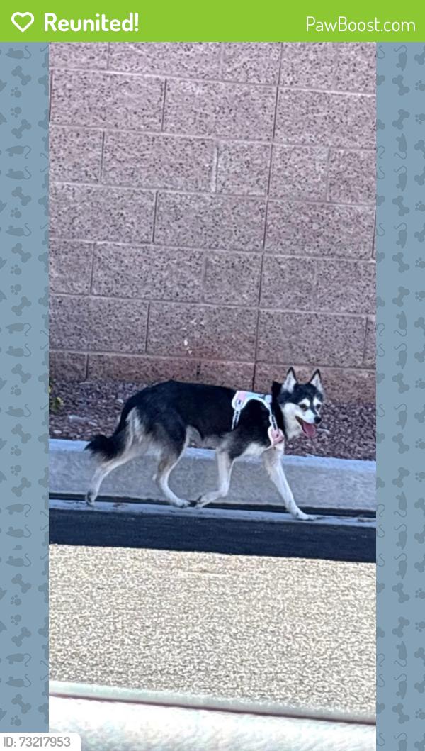 Reunited Female Dog last seen Centennial hosp area, Las Vegas, NV 89149