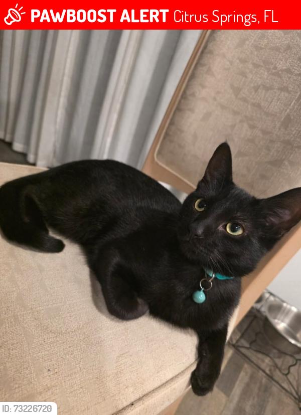 Lost Male Cat last seen W Camilo and N Tempest Dr, Citrus Springs, FL 34433