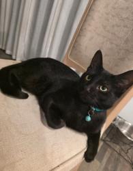 Lost Male Cat last seen W Camilo and N Tempest Dr, Citrus Springs, FL 34433