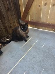 Reunited Male Cat last seen Portello way, Lincoln, CA 95648