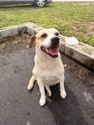 Found/Stray Female Dog last seen close to opa locka flea market, Opa-locka, FL 33054
