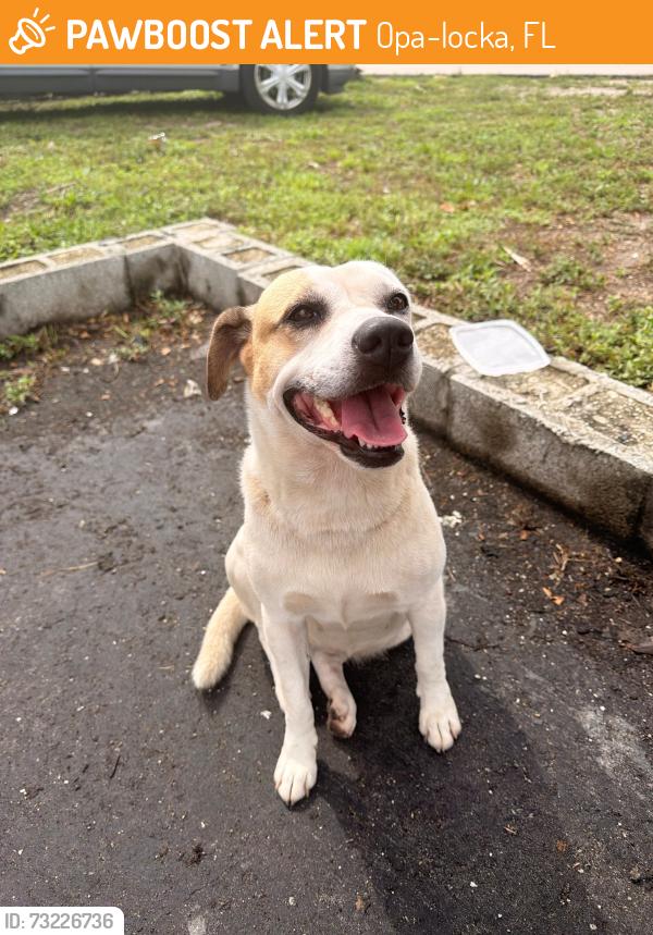 Found/Stray Female Dog last seen close to opa locka flea market, Opa-locka, FL 33054