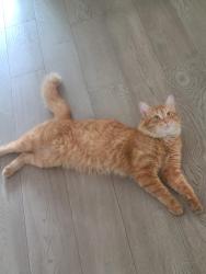 Lost Male Cat last seen Near South Common Centre, Mississauga, ON 