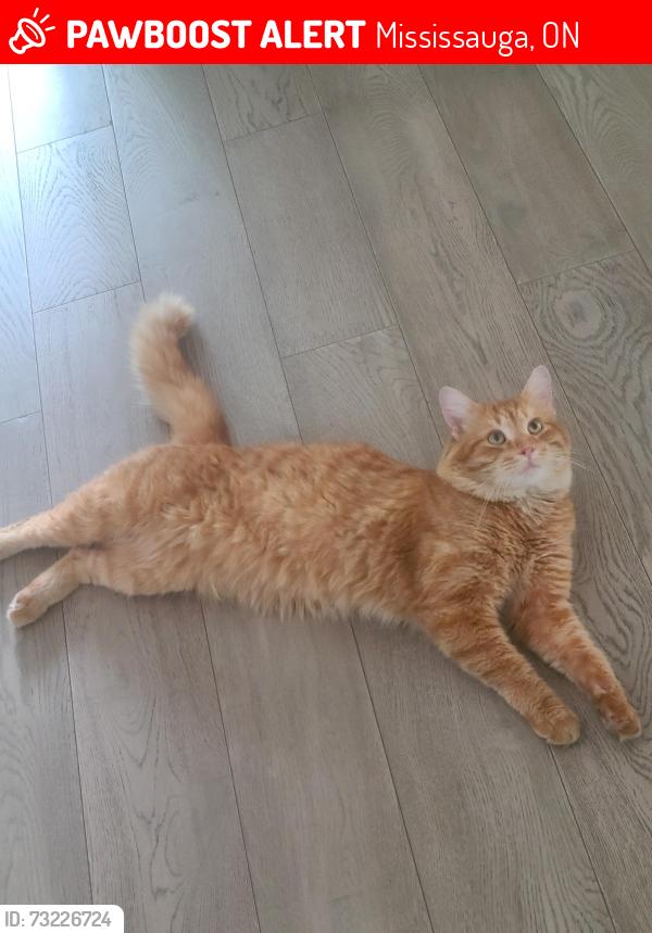 Lost Male Cat last seen Near South Common Centre, Mississauga, ON 