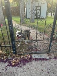 Found/Stray Male Dog last seen Kingswood Dr and Tower Dr, Cedar Hill, TX 75104