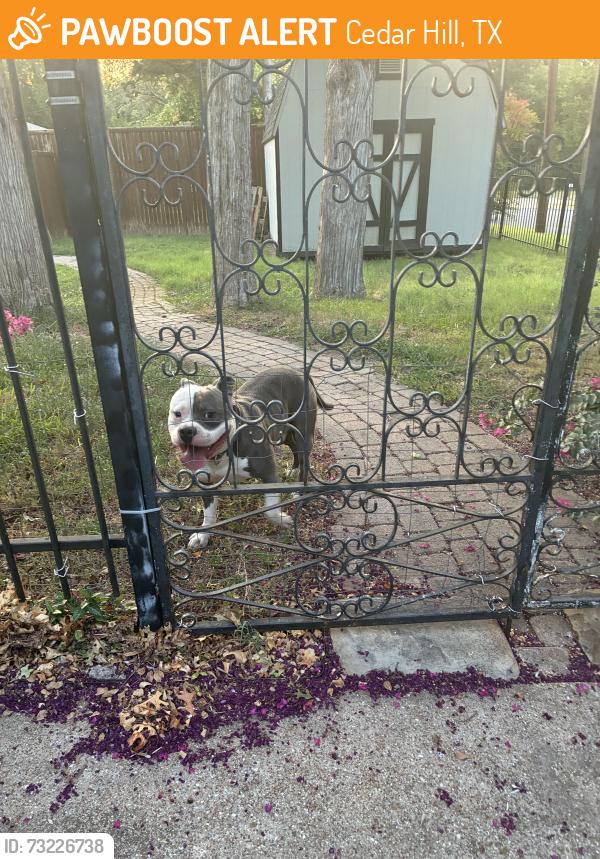 Found/Stray Male Dog last seen Kingswood Dr and Tower Dr, Cedar Hill, TX 75104