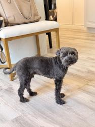 Reunited Male Dog last seen Cranberry Creek ests, Cresco, PA 18326