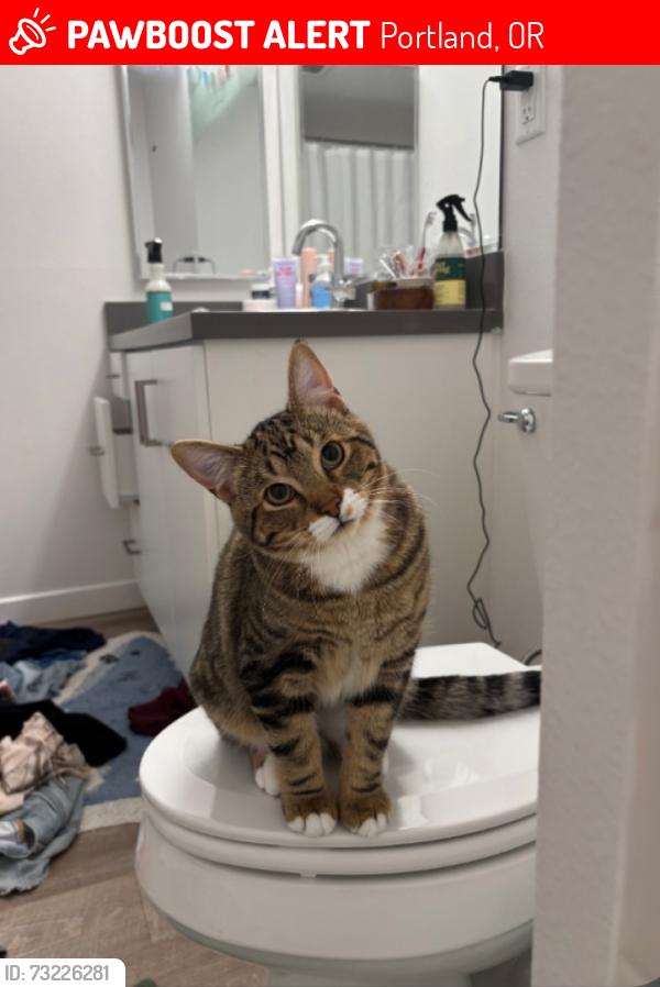 Lost Male Cat last seen Sw Hwy 99W and SW 65th, Portland, OR 97219