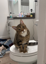 Lost Male Cat last seen Sw Hwy 99W and SW 65th, Portland, OR 97219