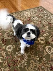 Reunited Male Dog last seen Cory Drive, El Paso, TX 79932