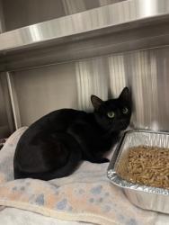 Shelter Stray Male Cat last seen Near Golden Dawn RD, Atlanta, GA, 1251 Fulton Industrial Blvd NW, Atlanta, GA 30336, USA