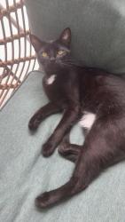 Lost Female Cat last seen Royalty st, Melbourne, FL 32934