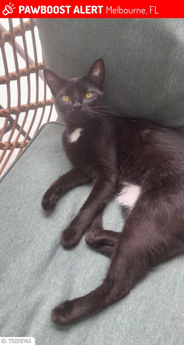Lost Female Cat last seen Royalty st, Melbourne, FL 32934