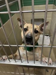 Shelter Stray Female Dog last seen Forest Lake area, Newport News, VA, 5843 Jefferson Ave, Newport News, VA 23605, USA