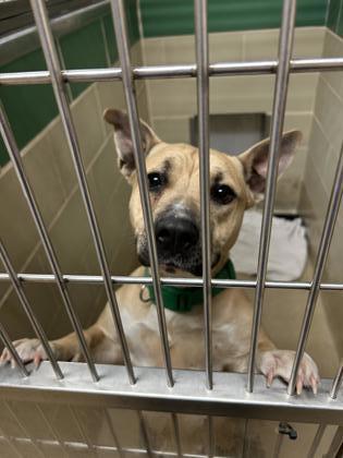 Shelter Stray Female Dog last seen Forest Lake area, Newport News, VA, 5843 Jefferson Ave, Newport News, VA 23605, USA