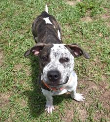 Shelter Stray Male Dog last seen Stage Coach, Inverness, FL, 4030 S Airport Rd, Inverness, FL 34450, USA