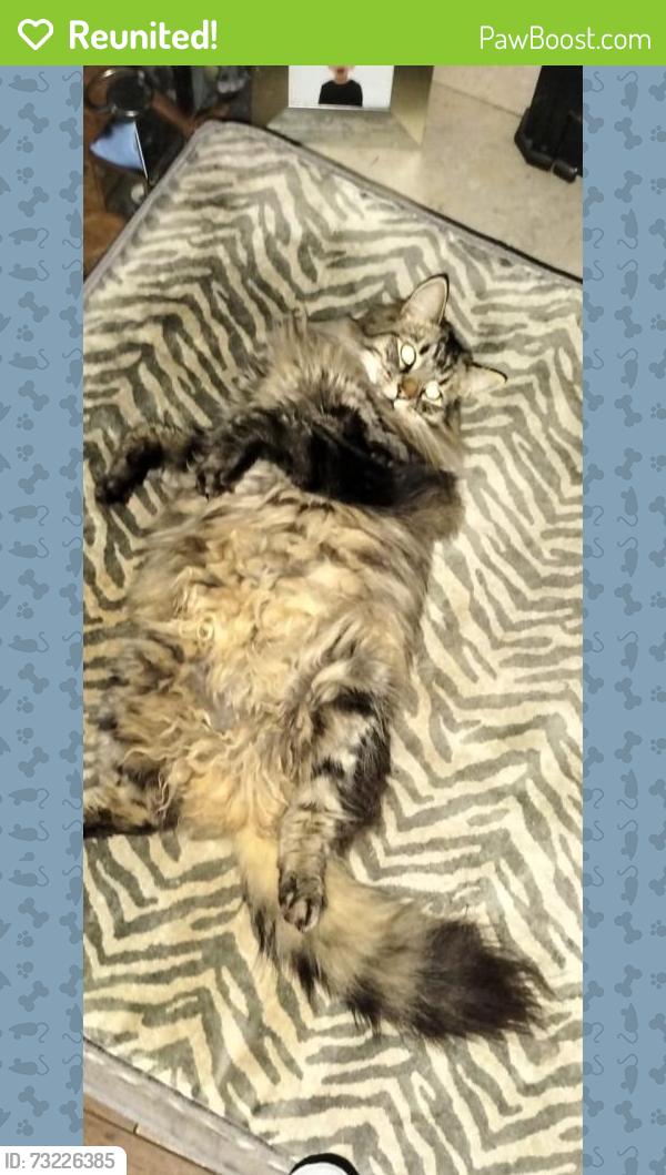 Reunited Male Cat last seen Day Lewis chemist, Southend-on-Sea, England 