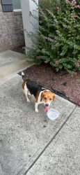 Found/Stray Unknown Dog last seen Paden birch drive, Lawrenceville, GA 30044