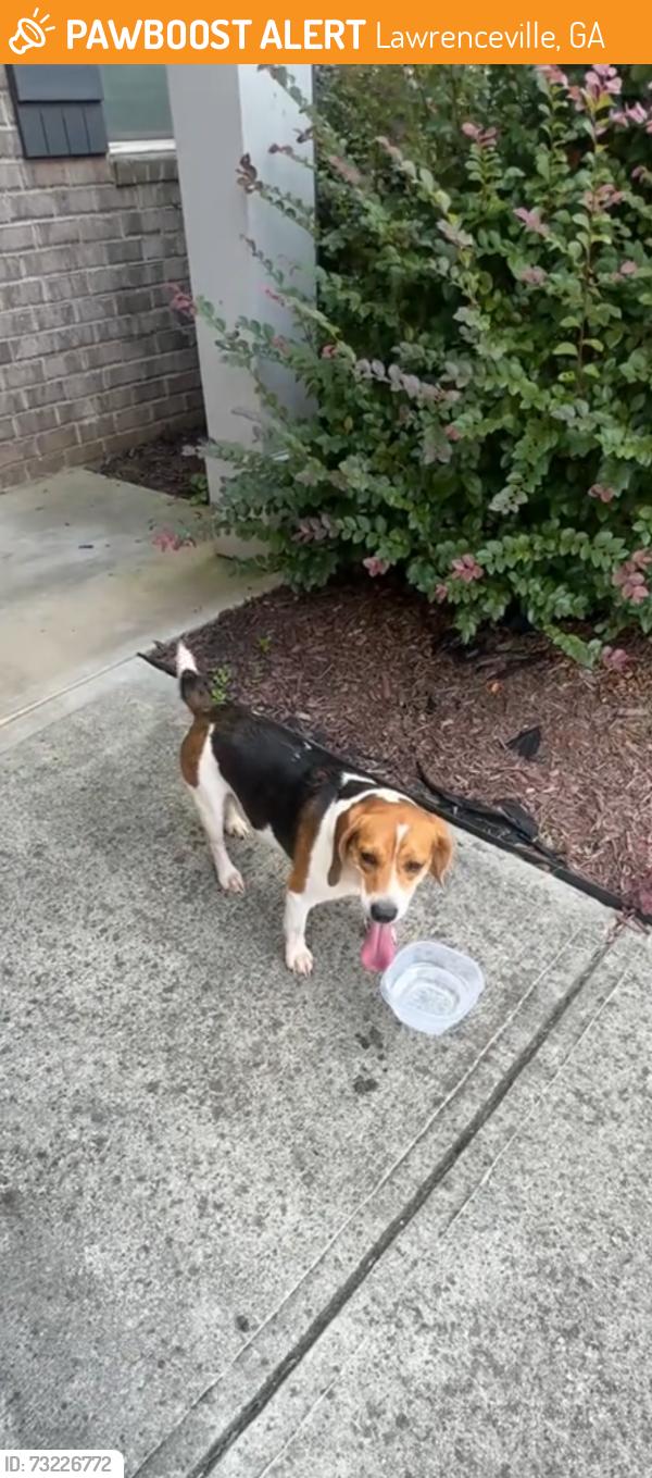 Found/Stray Unknown Dog last seen Paden birch drive, Lawrenceville, GA 30044